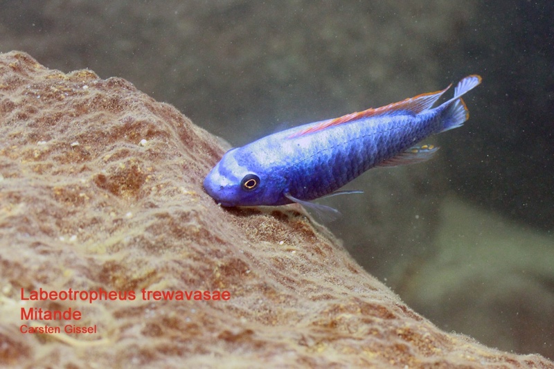 Labeotropheus trewavasae 'Mitande Reef (Rocks)'